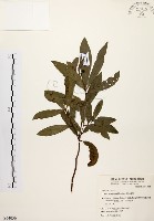 黃肉樹, 小梗木薑子藏品圖，第1張