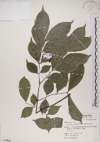 頷垂豆藏品圖，第1張