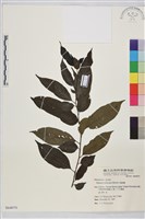 桶鉤藤藏品圖，第1張