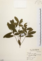 黃肉樹, 小梗木薑子藏品圖，第1張