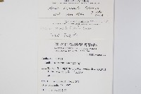 裡白蔥木藏品圖，第2張