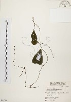 千金藤、金線吊烏龜藏品圖，第1張