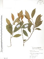 烏心石藏品圖，第1張