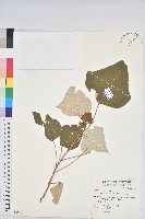 白匏子藏品圖，第1張