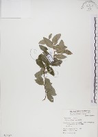 魯花樹藏品圖，第1張