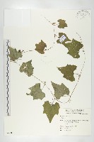 登錄號:S064088藏品圖，第1張