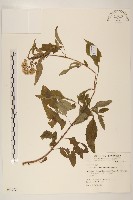 臺灣澤蘭藏品圖，第1張