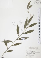 柚葉藤藏品圖，第1張