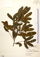 黃肉樹, 小梗木薑子藏品圖，第1張