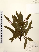 黃肉樹, 小梗木薑子藏品圖，第1張