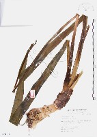 龍爪花、金花石蒜藏品圖，第1張