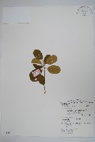 武靴藤藏品圖，第1張