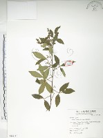 飛龍掌血藏品圖，第1張