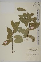 光果南蛇藤藏品圖，第1張