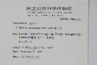 針刺草藏品圖，第2張