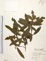 黃肉樹, 小梗木薑子藏品圖，第1張