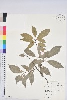 青剛櫟、鐵椆藏品圖，第1張