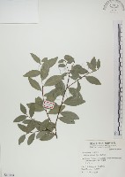 魯花樹藏品圖，第1張