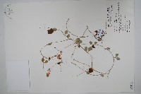 風不動藏品圖，第1張