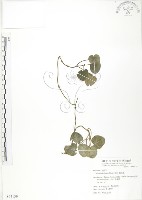 苞花蔓藏品圖，第1張