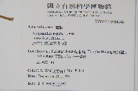 牛膝藏品圖，第2張