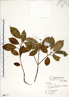 榕樹藏品圖，第1張