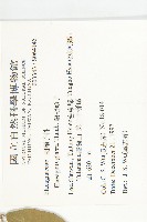 藤胡頹子藏品圖，第2張