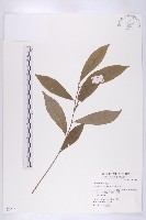 杜英藏品圖，第1張