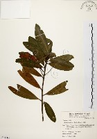 大頭茶藏品圖，第1張