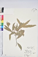 細葉三斗石櫟藏品圖，第1張