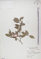 魯花樹藏品圖，第1張