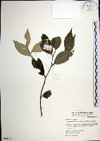 紅皮、葉下白、赤仔尾藏品圖，第1張