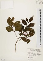 臺灣赤楠藏品圖，第1張