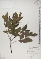 頷垂豆藏品圖，第1張