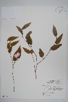 太魯閣千金榆藏品圖，第1張