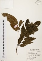 黃杞藏品圖，第1張