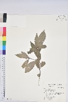 青剛櫟、鐵椆藏品圖，第1張