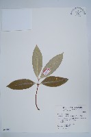 大錦蘭藏品圖，第1張