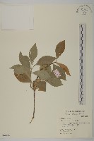 菱葉衛矛藏品圖，第1張