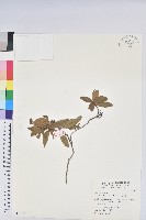 金毛杜鵑藏品圖，第1張