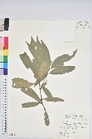 細葉三斗石櫟藏品圖，第1張