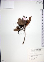 樹杞藏品圖，第1張