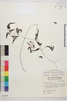 田村氏鐵線蓮藏品圖，第1張