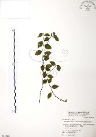 燈稱花、烏雞骨藏品圖，第1張