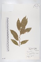 藤胡頹子藏品圖，第1張