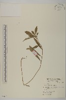 臺灣馬蘭藏品圖，第1張