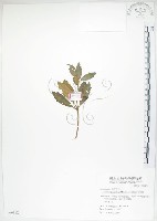 石吊蘭、吊石苣苔藏品圖，第1張