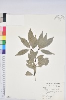 青剛櫟、鐵椆藏品圖，第1張