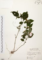 臺灣鱗球花藏品圖，第1張