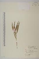 厚葉衛矛, 源一木藏品圖，第1張